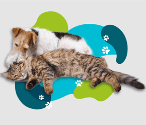 Cohabitation chien & chat