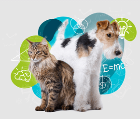 Chien ou chat qui est le plus intelligent ?
