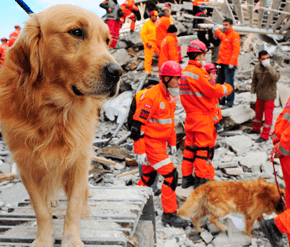 Chiens au service de l'homme