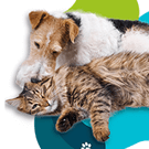 Cohabitation chien & chat