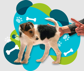 Obéir, pour quoi faire ?