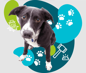 Regard de chien battu