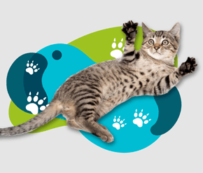 Survivre face à un chat