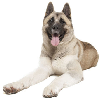 2 chiots Akita Américain à vendre (2 mâles)