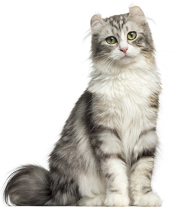 1 chaton American Curl à vendre (1 mâle)