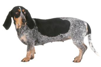 1 chiot Basset Gascogne à vendre (1 femelle)