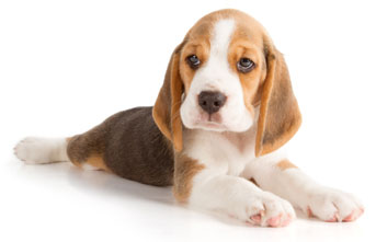 6 chiots Beagle à vendre (3 femelles et 3 mâles)