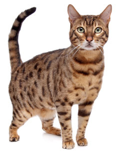 5 chatons Bengal à vendre (1 femelle et 4 mâles)