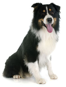 8 chiots Aussie à vendre (6 femelles et 2 mâles)