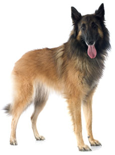 5 chiots Tervueren à vendre (2 femelles et 3 mâles)