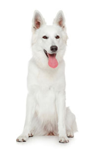 1 chiot Berger Blanc à vendre (1 mâle)