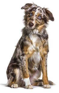 1 chiot Berger MAS à vendre (1 mâle)