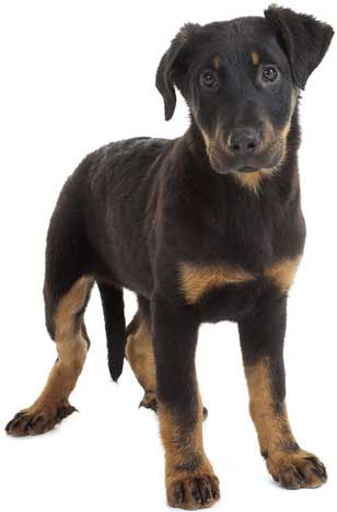 2 chiots Berger de Beauce à vendre (1 femelle et 1 mâle)