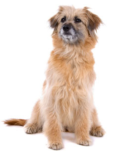 1 chiot Berger Pyrénées poil long à vendre (1 mâle)