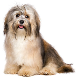 9 chiots Bichon Havanais à vendre (5 femelles et 4 mâles)