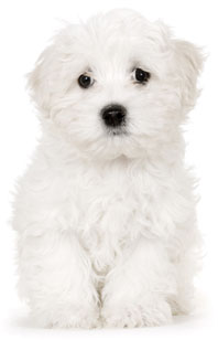 3 chiots Bichon Maltais à vendre (1 femelle et 2 mâles)