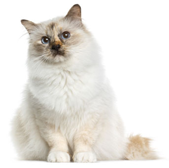 2 chatons Birman à vendre (1 femelle et 1 mâle)