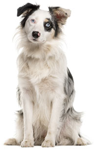 3 chiots Border Collie à vendre (1 femelle et 2 mâles)