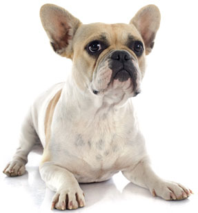 4 chiots Bouledogue Français à vendre (2 femelles et 2 mâles)