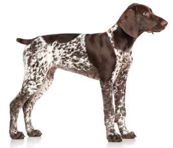 3 chiots Braque Allemand à vendre (3 mâles)