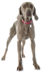 2 chiots Braque Weimar à vendre (2 mâles)