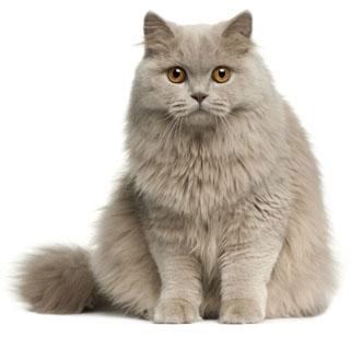 1 chaton British Longhair à vendre (1 mâle)