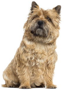 2 chiots Cairn Terrier à vendre (2 mâles)