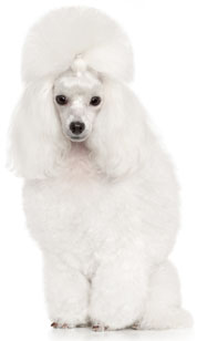 3 chiots Caniche Nain à vendre (1 femelle et 2 mâles)