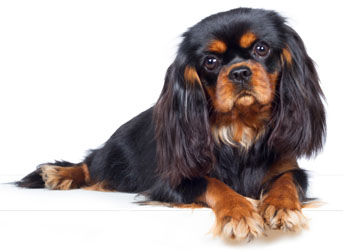 4 chiots Caval King Charles à vendre (1 femelle et 3 mâles)