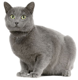 5 chatons Chartreux à vendre (3 femelles et 2 mâles)