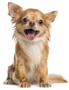 11 chiots Chihuahua à vendre (5 femelles et 6 mâles)