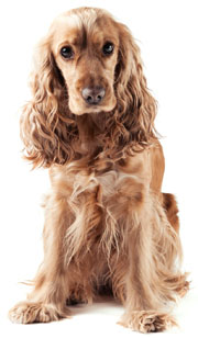 7 chiots Cocker Anglais à vendre (1 femelle et 6 mâles)