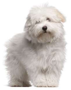 2 chiots Coton de Tulear à vendre (2 femelles)