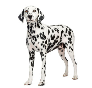 9 chiots Dalmatien à vendre (9 mâles)