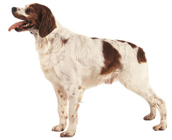 1 chiot Epagneul Breton à vendre (1 mâle)