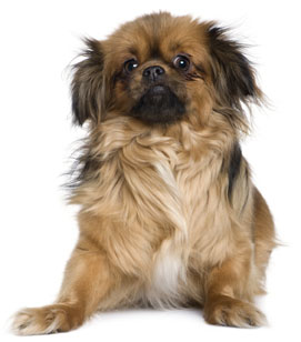 1 chiot Epagneul du Tibet à vendre (1 mâle)