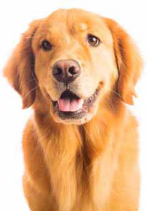 11 chiots Golden Retriever à vendre (4 femelles et 7 mâles)