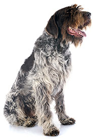 8 chiots Griffon d'Arrêt à vendre (2 femelles et 6 mâles)