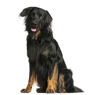 2 chiots Hovawart à vendre (1 femelle et 1 mâle)