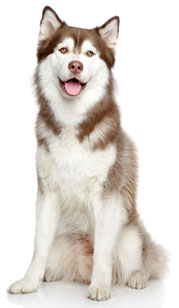 10 chiots Husky Sibérien à vendre (3 femelles et 7 mâles)