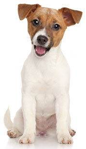 3 chiots Jack Russell à vendre (1 femelle et 2 mâles)