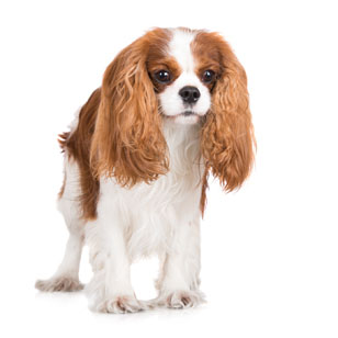 1 chiot King Charles à vendre (1 femelle)