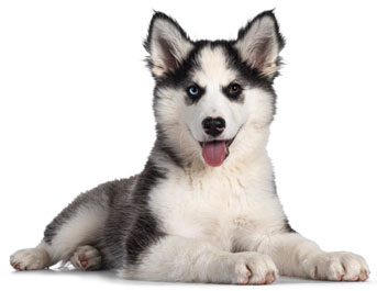 13 chiots Laika de Yakoutie à vendre (7 femelles et 6 mâles)