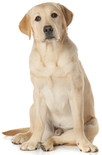 8 chiots Labrador à vendre (2 femelles et 6 mâles)