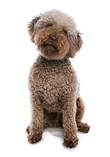 3 chiots Lagotto romagnolo à vendre (1 femelle et 2 mâles)