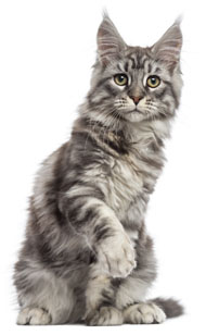 18 chatons Maine Coon à vendre (8 femelles et 10 mâles)