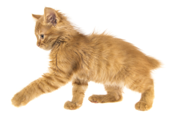 4 chatons Manx à vendre (4 femelles)