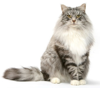 3 chatons Norvégien à vendre (3 mâles)