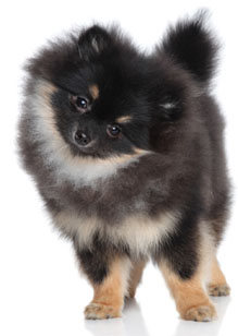 3 chiots Petit Spitz Allemand à vendre (1 femelle et 2 mâles)