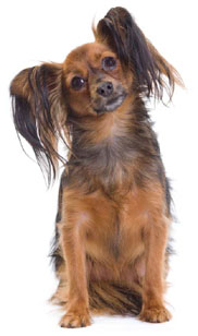 1 chiot Petit chien Russe à vendre (1 mâle)